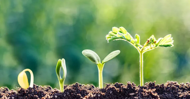 Understanding Link Velocity: How Fast Should You Build Backlinks? 1 Natural Versus Artificial Growth